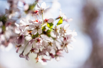 Branch of white blossoming flowers on wild almond tree in early spring day, landscape and wallpaper background, selective focus
