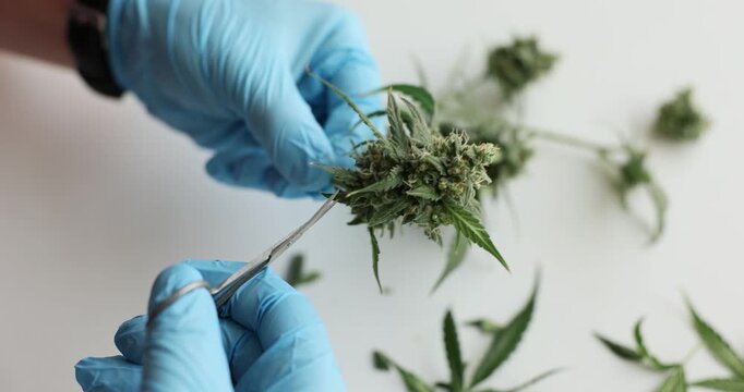 Lab technician removes seeds from cannabis plant using scissors. Worker guarantees purity and viability of marijuana in laboratory