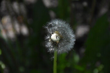Whispers of Nature: Fluffy Dandelion in the garden