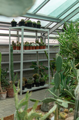 Green plants in pots on a shelf inside of a greenhouse
