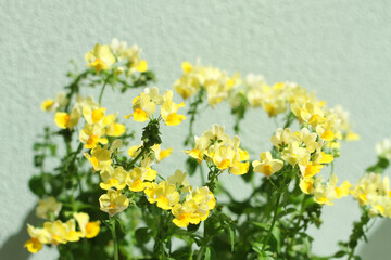 Obraz premium yellow flowers on green background