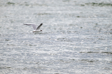 Lachmöwe, larus ridibundus, fliegt über der Ostsee