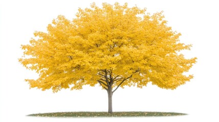 Fototapeta premium Vibrant Yellow Tree Standing Alone in a Clear Open Space During Autumn