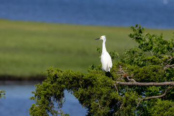 egret in flight