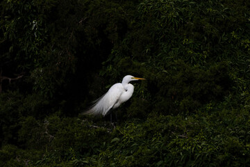 great white egret