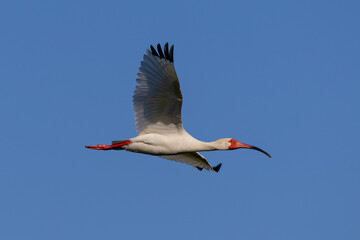 ibis in flight