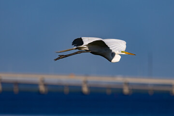 heron in flight