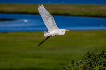 snowy egret flying in flight
