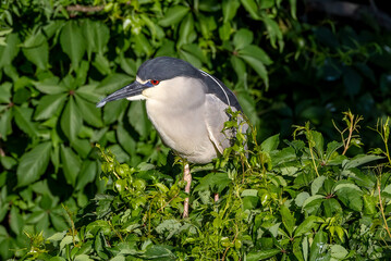 night heron