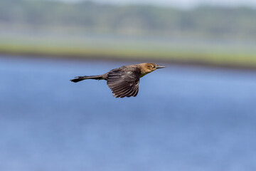 bird in flight