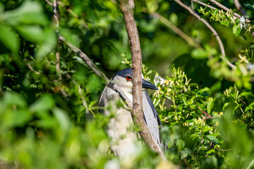 black capped kingfisher