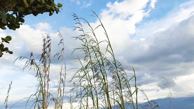 video of swaying grass above Lake Singkarak from the peak of Aua Sarumpun, West Sumatra
