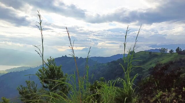 video of swaying grass above Lake Singkarak from the peak of Aua Sarumpun, West Sumatra