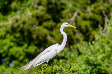 great white heron