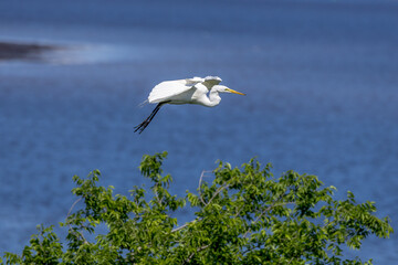 great white heron ardea cinerea