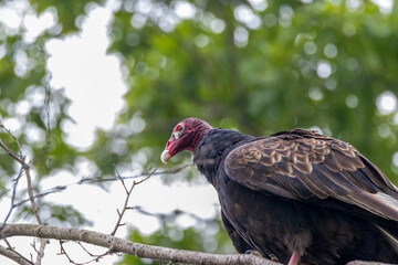 red billed hornbill in tree
