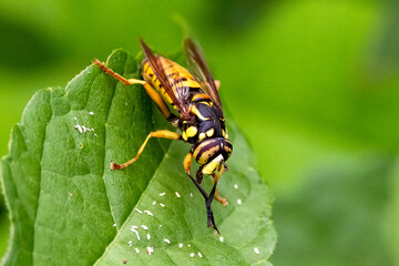 Naklejka premium bug on a leaf