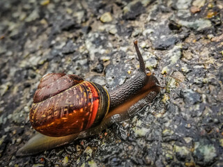 Snail