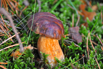 Steinpilz