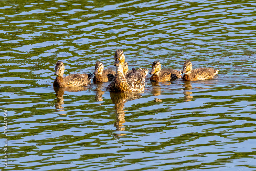 Sticker ducks in the water