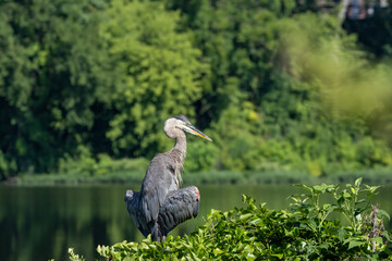 great blue heron