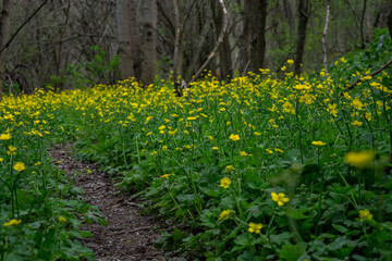 Fototapety na wymiar - Fototapeta24.pl