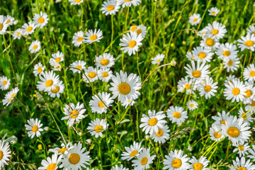 Fototapeta premium Field daisies