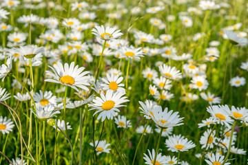 Field daisies