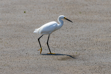 great white heron