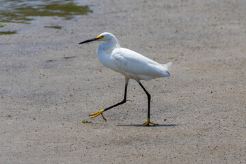 snowy egret on the beach