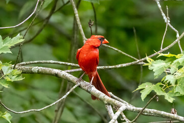 red cardinal bird