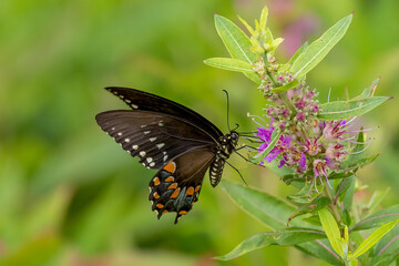 butterfly on a flower
