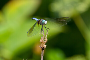dragonfly on a green leaf