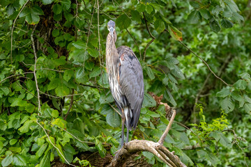 grey heron ardea cinerea