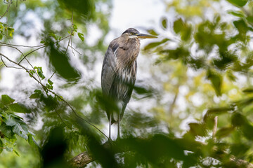 heron perched on a branch