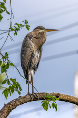 heron