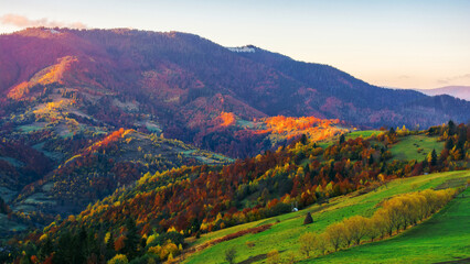 carpathian mountain landscape of ukraine in autumn. trees on the grassy hills in fall colors. countryside scenery in morning light. rustic alpine highland