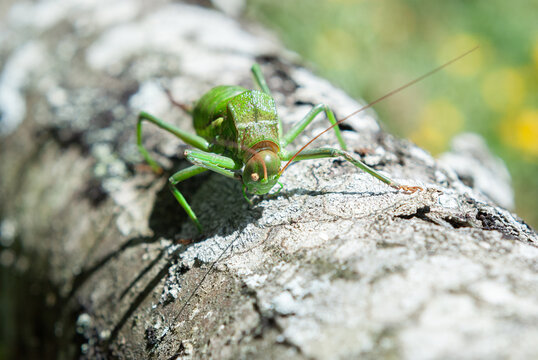 Close-up view of a green cicada on a textured tree bark