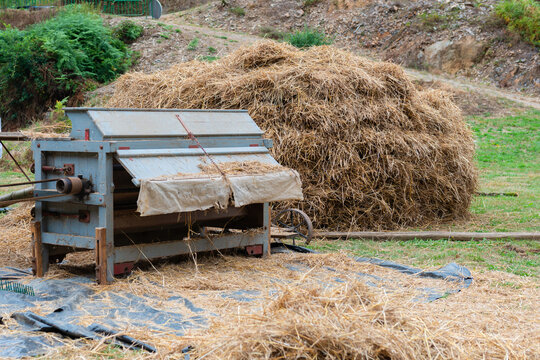 Traditional wheat threshing method with vintage machinery