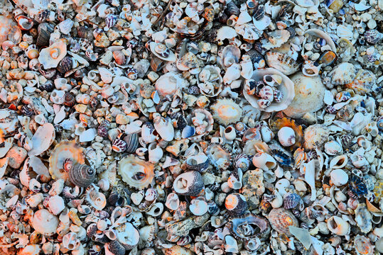 Colorful shells on the beach with diverse textures and tones