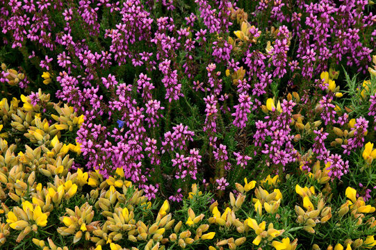 Vibrant purple heather and yellow gorse flowers in bloom