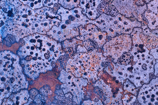 Abstract lichen patterns on coastal rock surface