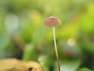 Mushrooms in the grass are dripping with dew.