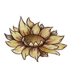 Fototapeta premium Beautiful hand-drawn sunflower illustration with detailed petals and center