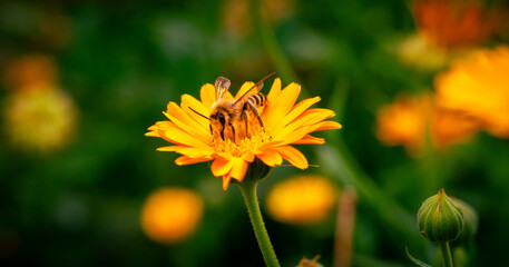 Yellow flower on a green background