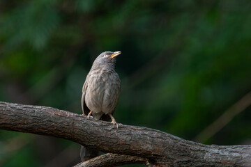 jungle babbler or Argya striata in Binsar, Uttarakhand, India