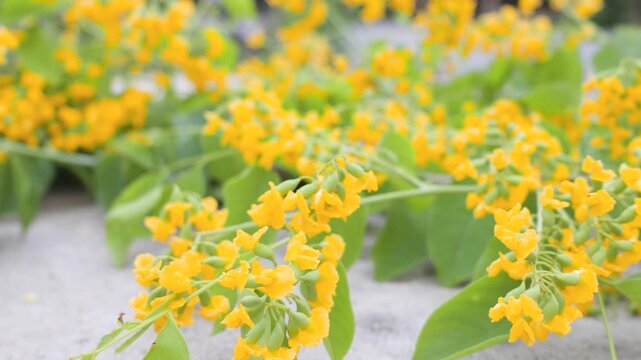 beautiful yellow flowers of padauk flowers, pterocarpus indicus flowers. 