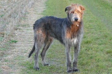 Fototapeta premium Irish wolfhound in the evening light