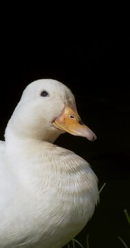Close up of a domestic duck (Anas platyrhynchos domesticus). The Call Duck breed has a fascinating history that includes a foundation in hunting, showing, and eventually human companionship.