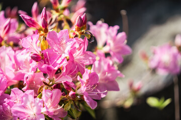 Obraz premium Beautiful pink blooms flowers of Rhododendron in the garden, Azalea, Pot Azalea, landscape and wallpaper background